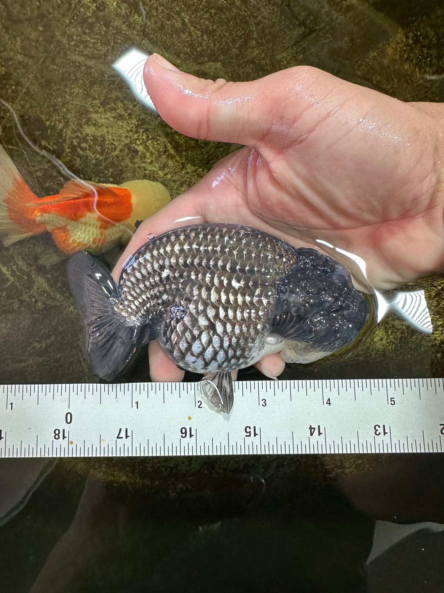 AAA Grade CHONKY Blue LionQueen 4.5 inches #100325LC_10