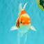 A Grade Kohaku Red White Oranda Male 5.5 inches #101626OR_12