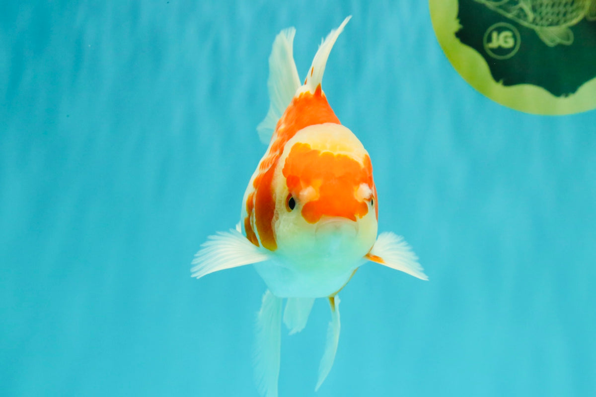 A Grade Kohaku Red White Oranda Male 5.5 inches #101626OR_12