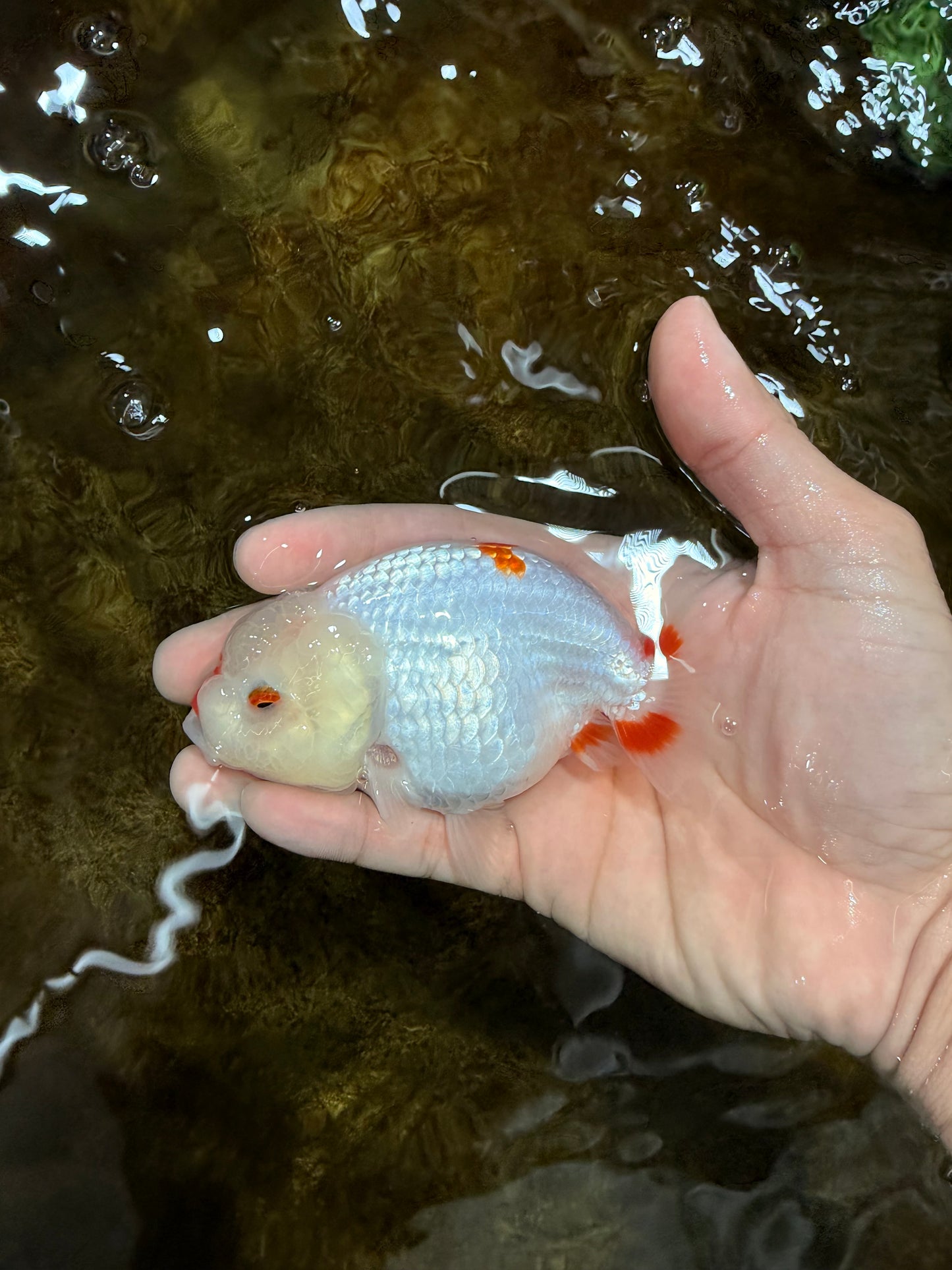 A Grade Red White LionQueen 4 inches #112125LC_09