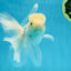 A Grade Lemonhead Button Eyes Oranda Male 5-5.5 inches #010325OR_10