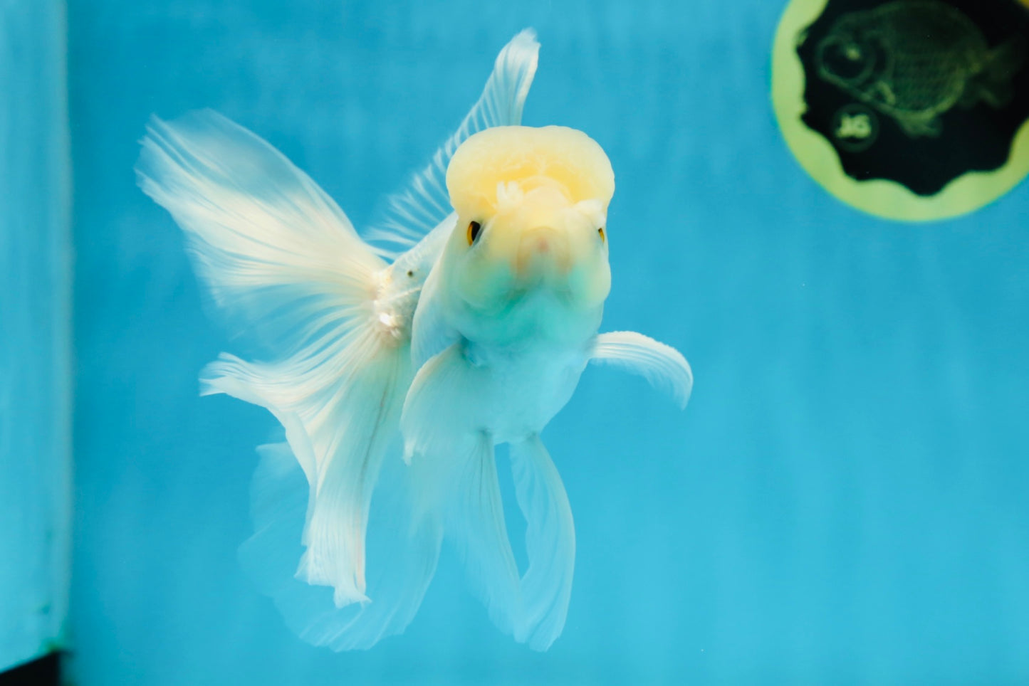 A Grade Lemonhead Button Eyes Oranda Male 5-5.5 inches #010325OR_10