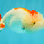 ADORABLE Red White LionChu Female 4.5 inches #050826LC_15