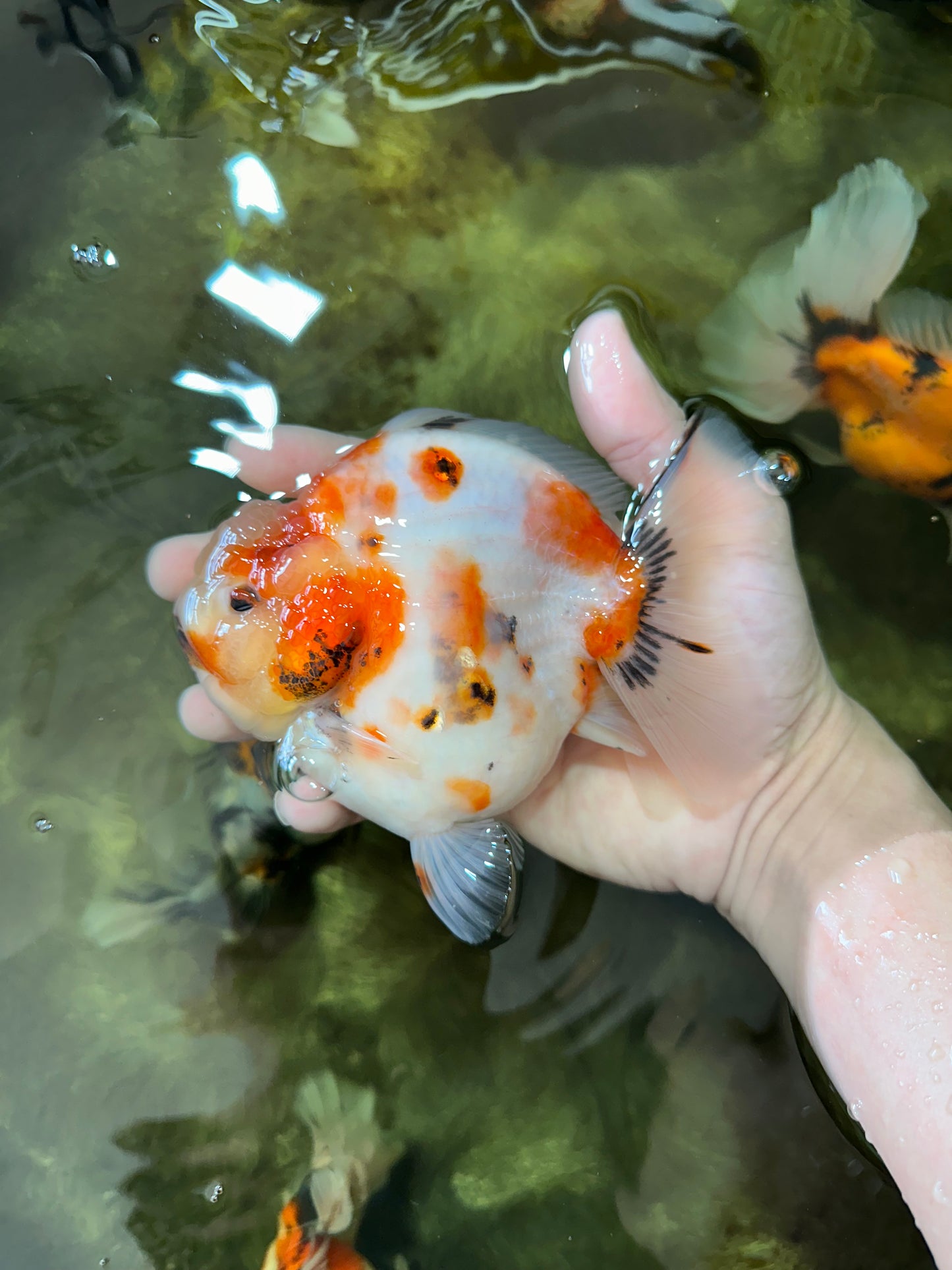 AAA Grade Big Body Godzilla Sakura Button Eyes Yuanbao Female 5-5.5 inches #051625YB_14