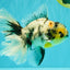 AAA Grade Long Tail White Marble Oranda Male 6.5-7 inches #062626OR_29