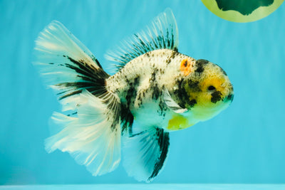 AAA Grade Long Tail White Marble Oranda Male 6.5-7 inches #062626OR_29