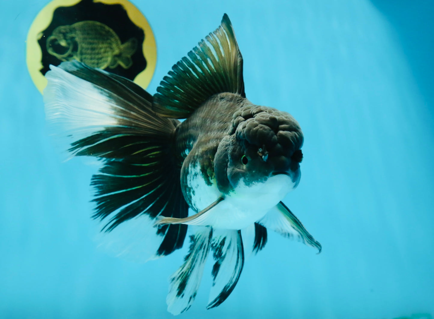 A Grade Fluffy Tail Panda Oranda Male 6.5 inches #010325OR_14