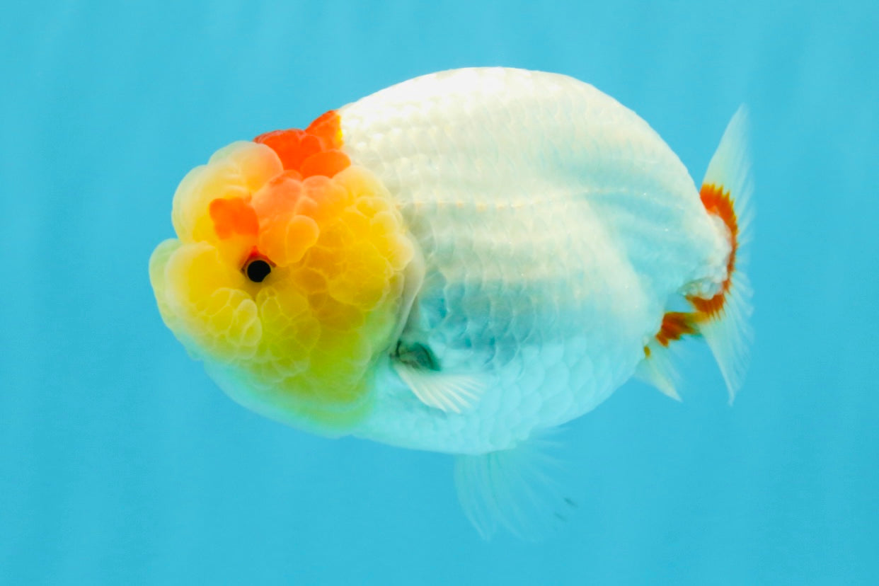 A Grade Red White LionQueen 4.5 inches #022026LC_15