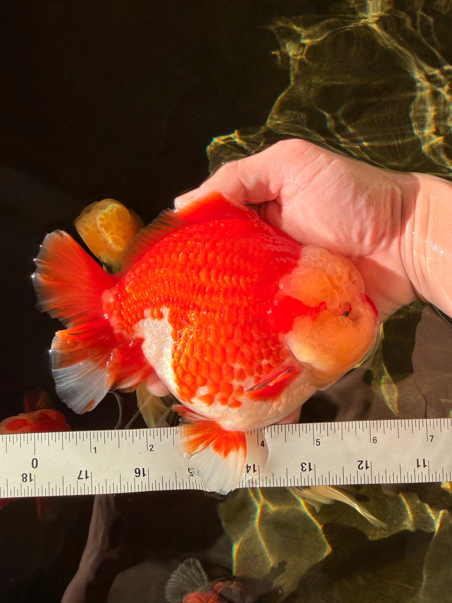 SUPER CUTE AAA Grade Godzilla Red White Yuanbao Male 6 inches #022726YB_02