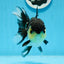 AAA Grade Panda Button Eyes Oranda Female 5 inches #0913OR_16