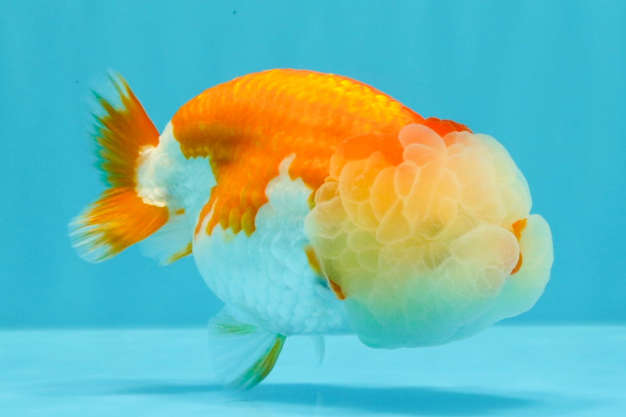 A Grade Red White LionQueen 4.5 inches #030626LC_03