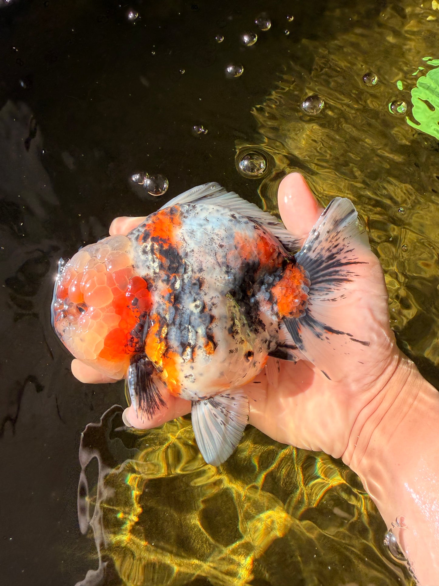 FLUFFY AAA Grade Marble Calico Yuanbao Male 5.5-6 inches #032026YB_20