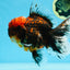 AAA Grade Godzilla Tiger Oranda Male 6 inches #080125OR_07