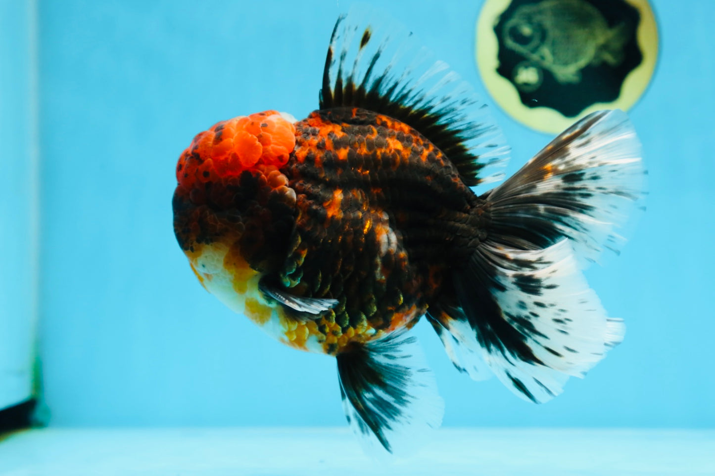 AAA Grade Godzilla Tiger Oranda Male 6 inches #080125OR_07