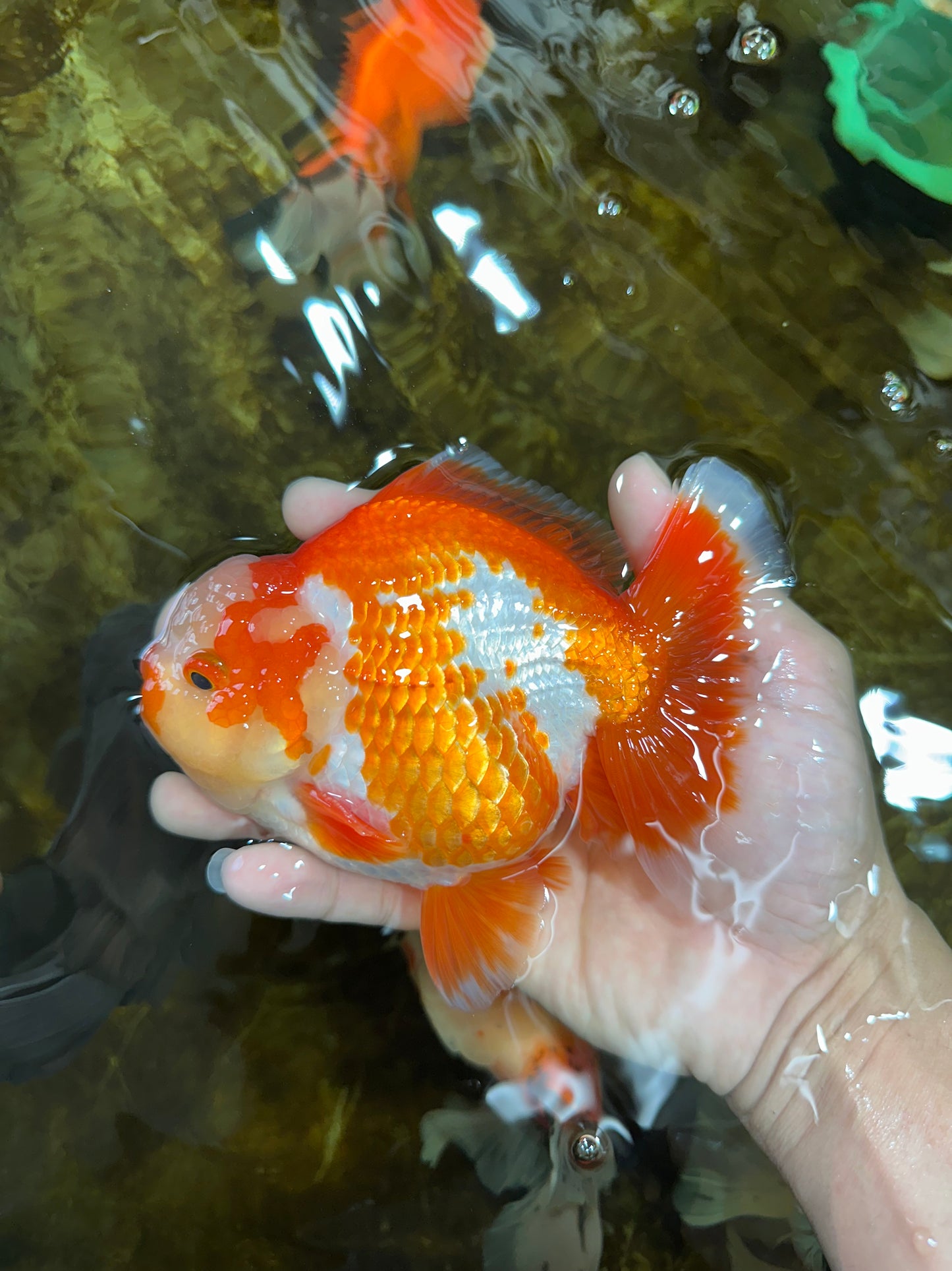 AAA Grade PULLDOG Godzilla Red White Yuanbao 5-5.5 inches #080825YB_25