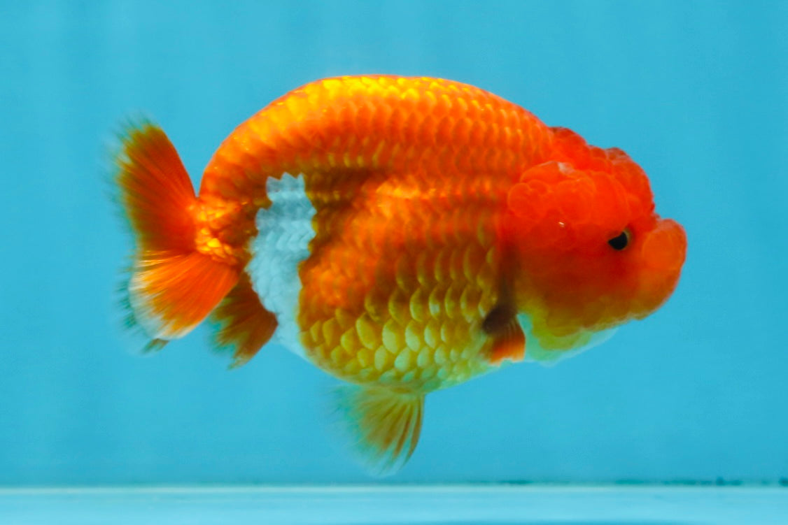 AAA Grade Young Red White LionQueen 4 inches #101025LC_04