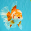 UNIQUE AAA Grade Red White Oranda Female 6.5-7 inches #032026OR_04