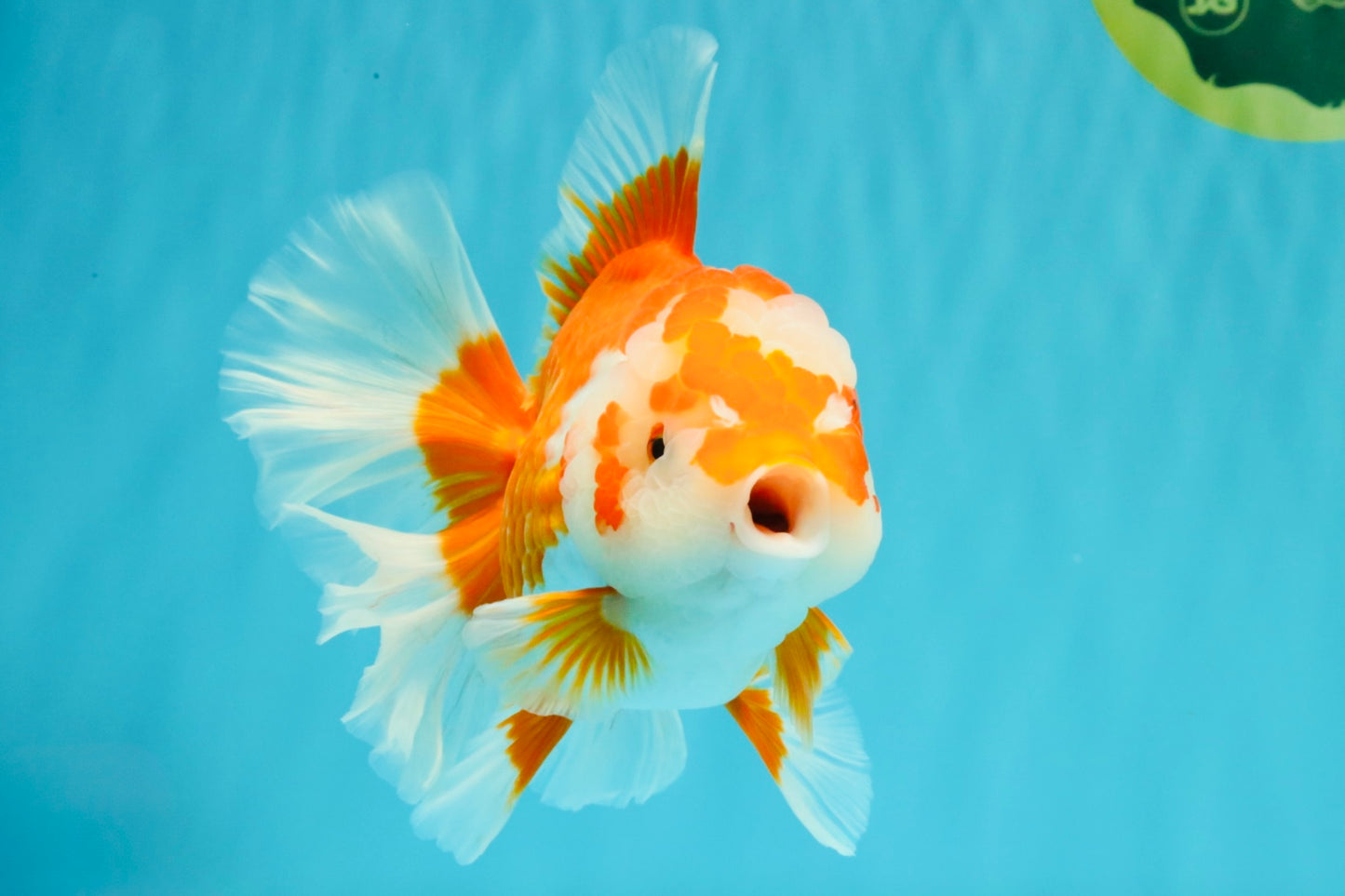 UNIQUE AAA Grade Red White Oranda Female 6.5-7 inches #032026OR_04