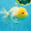 BEAUTY A Grade Red White Oranda Female 5.5 inches #040326OR_06