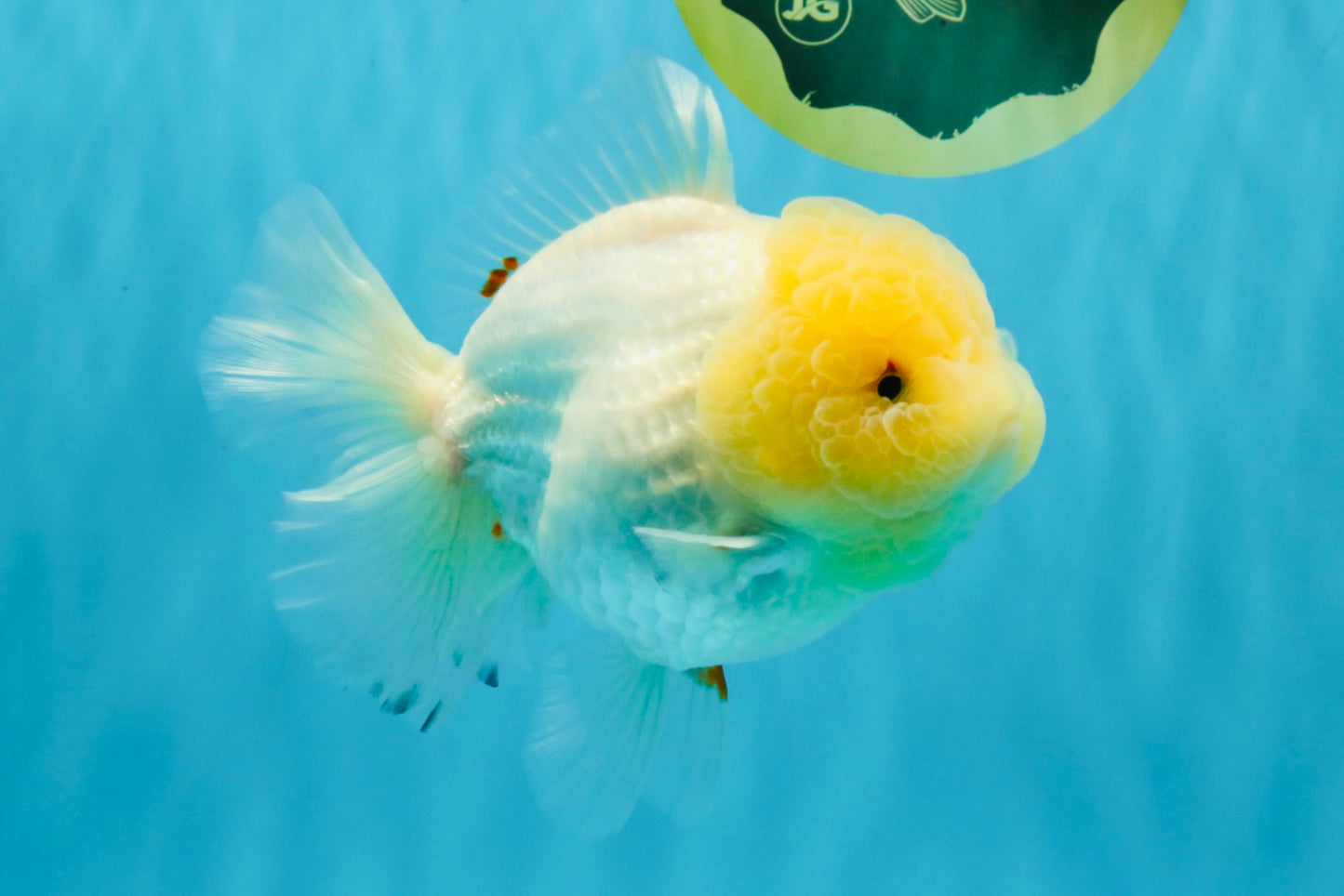BEAUTY A Grade Red White Oranda Female 5.5 inches #040326OR_06
