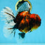 AAA Grade Godzilla Tiger Oranda Female 6.5 inches #081525OR_12