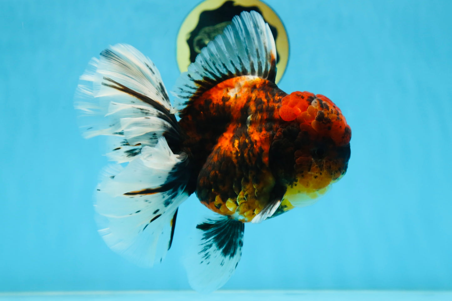 AAA Grade Godzilla Tiger Oranda Female 6.5 inches #081525OR_12