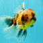 A Grade Calico Oranda Male 6.5-7 inches #082126OR_14