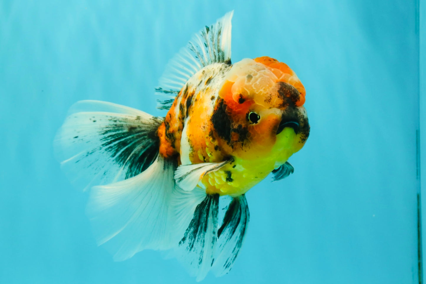 A Grade Calico Oranda Male 6.5-7 inches #082126OR_14