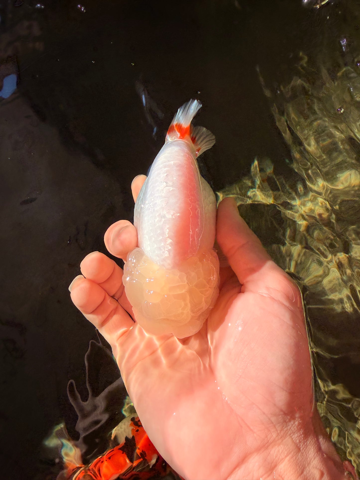 A Grade Dragon Head White LionQueen 4.5 inches #022726LC_24