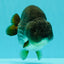 AAA Grade Black Blue Ranchu Female 6 inches #102326RC_01