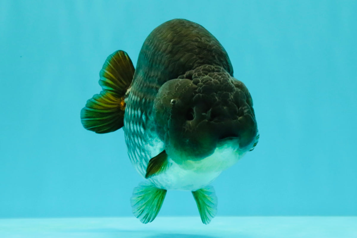 AAA Grade Black Blue Ranchu Female 6 inches #102326RC_01