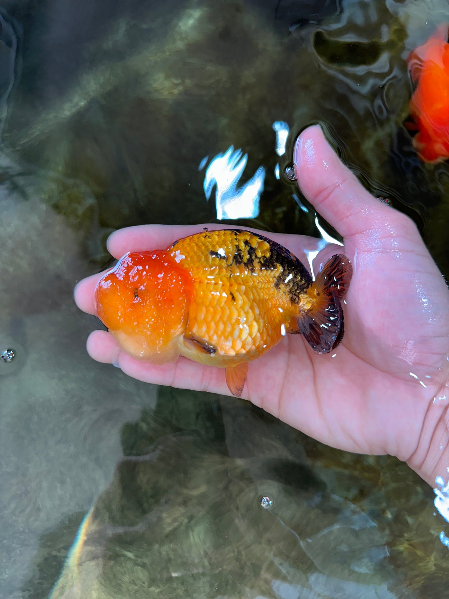 Adorable A Grade Super Cute Apache LionQueen 4 inches #050225LC_14