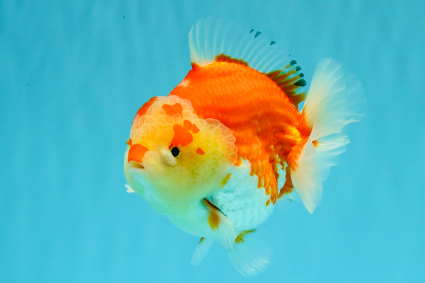 AAA Grade Godzilla Red White Yuanbao Male 5-5.5 inches #031326YB_20