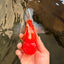 CHUNKY A Grade Cherry Blossom Red White Oranda Male 5.5 inches #061926OR_25