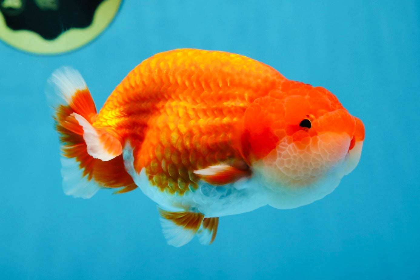 A Grade Red White LionKing 4.5 inches #070425LC_08