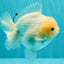 AAA Grade White Yuanbao Male 4.5-5 inches #072426YB_28