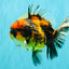 CHUNKY AAA Grade Tiger Oranda Male 5.5 inches #082826OR_07
