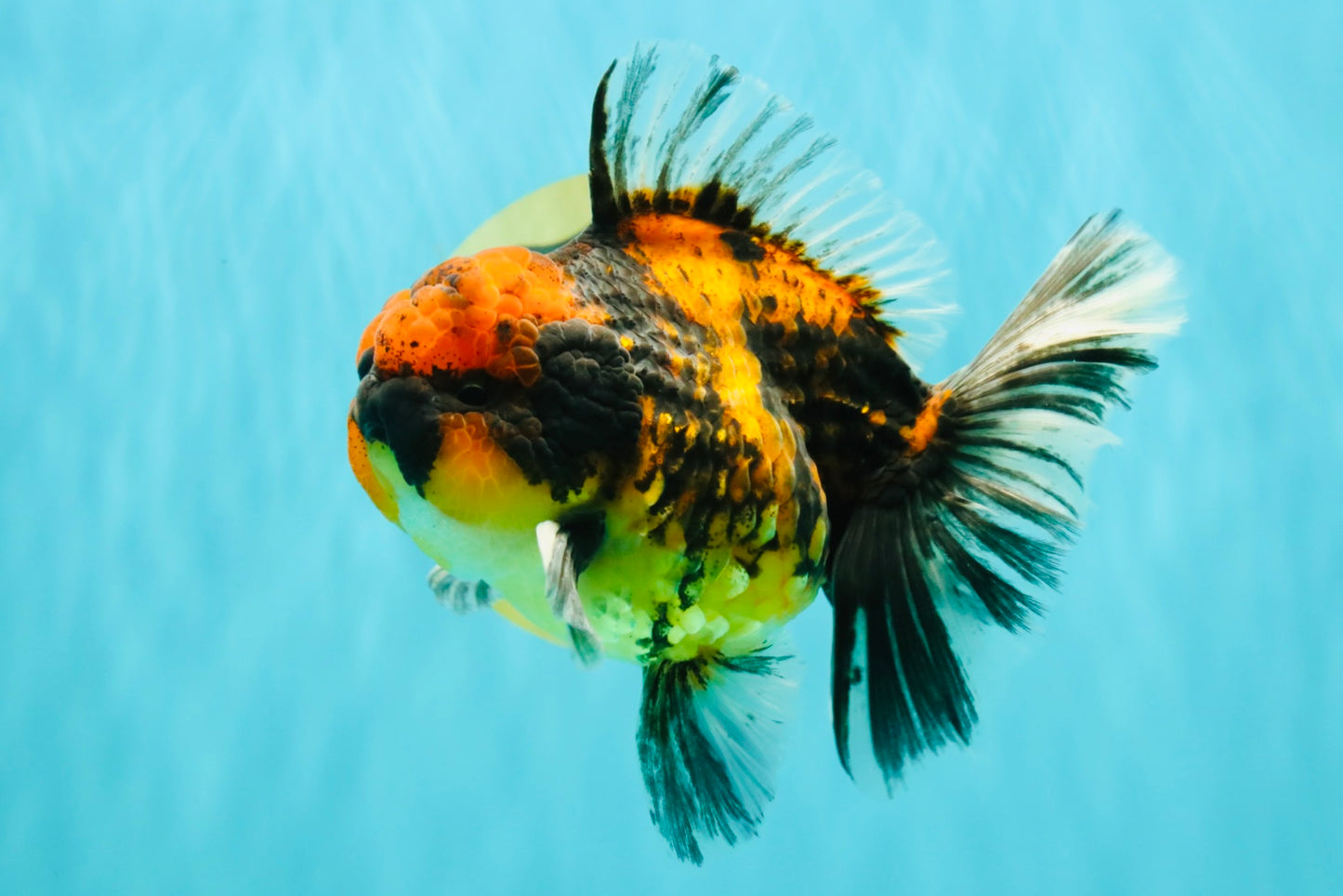 CHUNKY AAA Grade Tiger Oranda Male 5.5 inches #082826OR_07