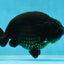 AAA Grade Strong Body Structure Godzilla Black Ranchu Male 5-5.5 inches #052325RC_15
