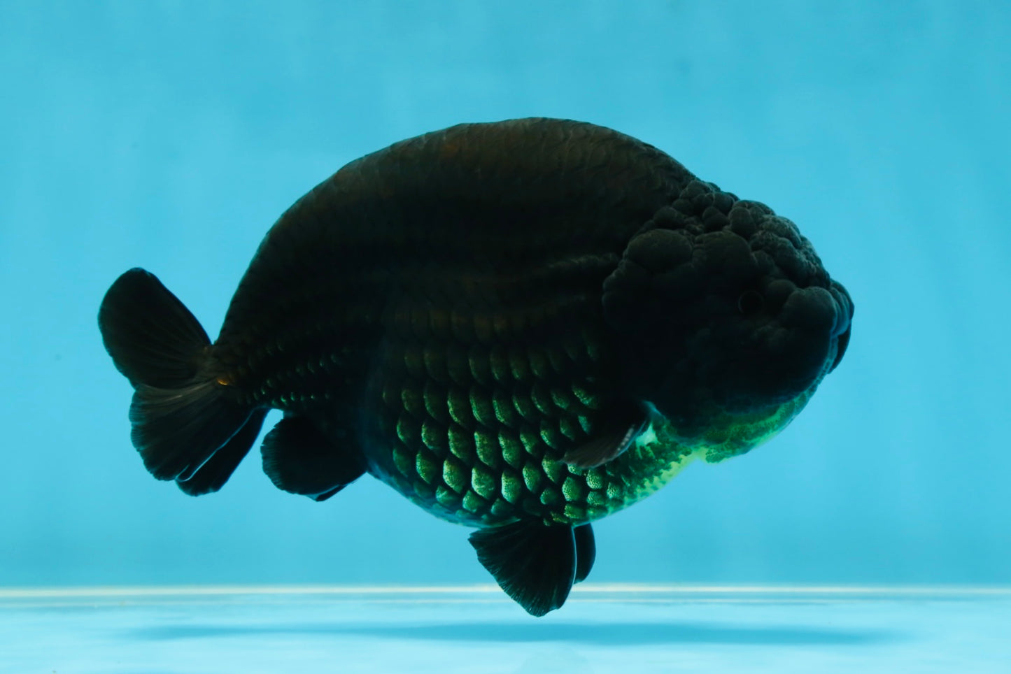 AAA Grade Strong Body Structure Godzilla Black Ranchu Male 5-5.5 inches #052325RC_15