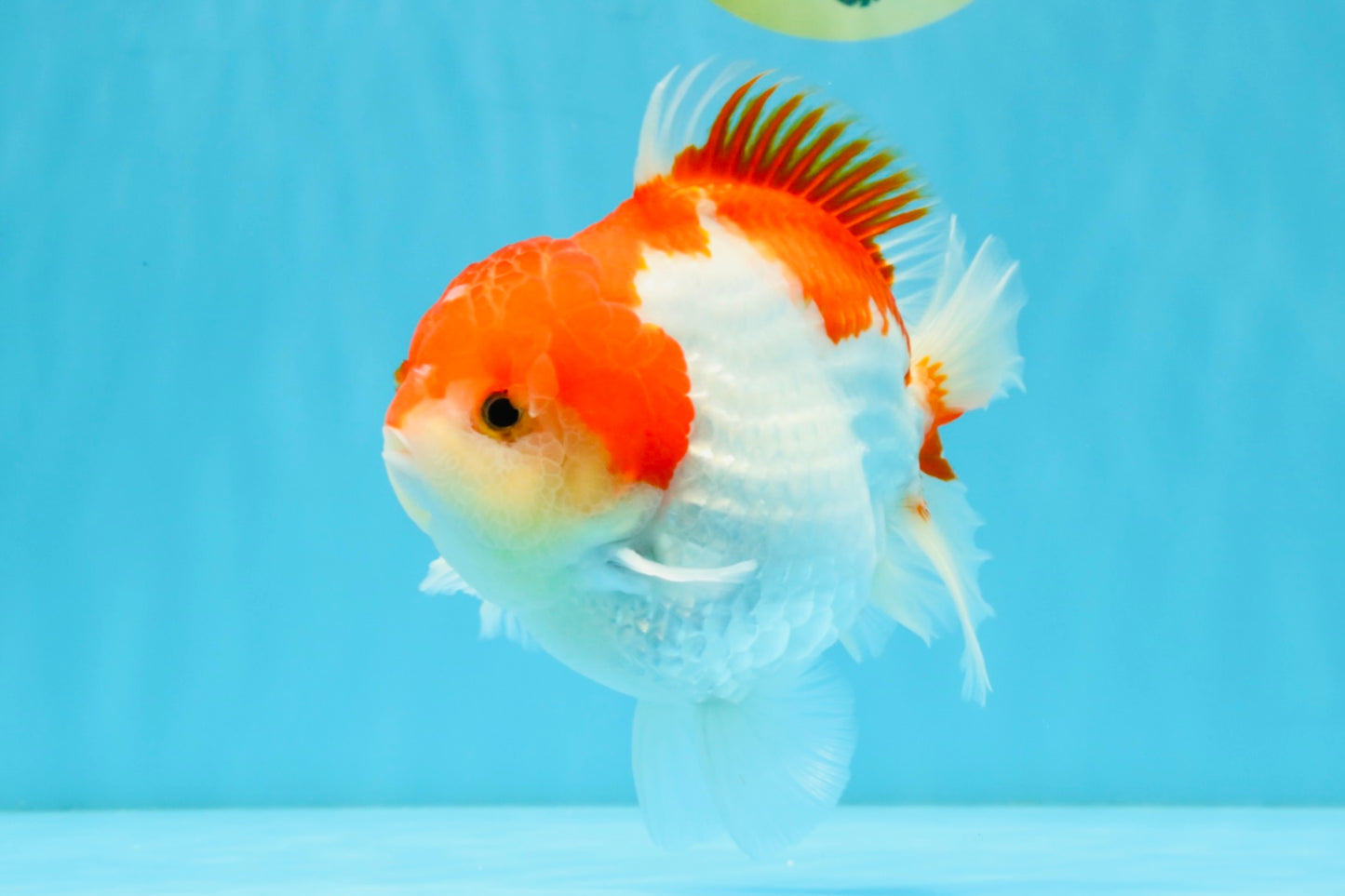 LITTLE BAO AAA Grade Red White Yuanbao Male 5.5 inches #032726YB_04