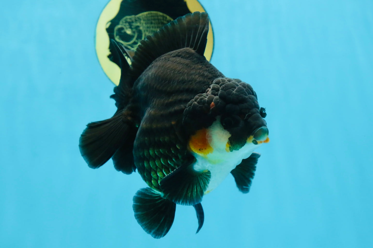 AAA Grade Tricolor Yuanbao Male 5 inches #101025YB_29