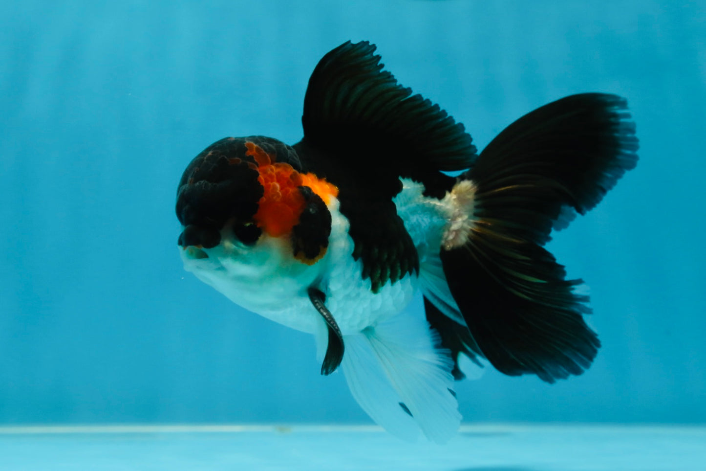 A Grade Tricolor Oranda Male 4.5 inches #050225OR_08