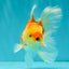 Red White Oranda Male 5.5 inches #081426OR_07