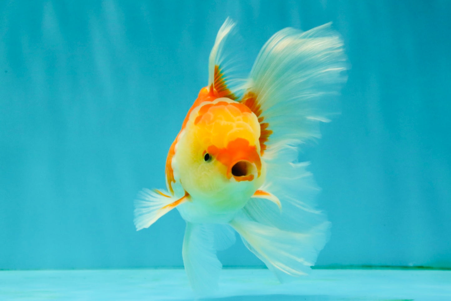 Red White Oranda Male 5.5 inches #081426OR_07
