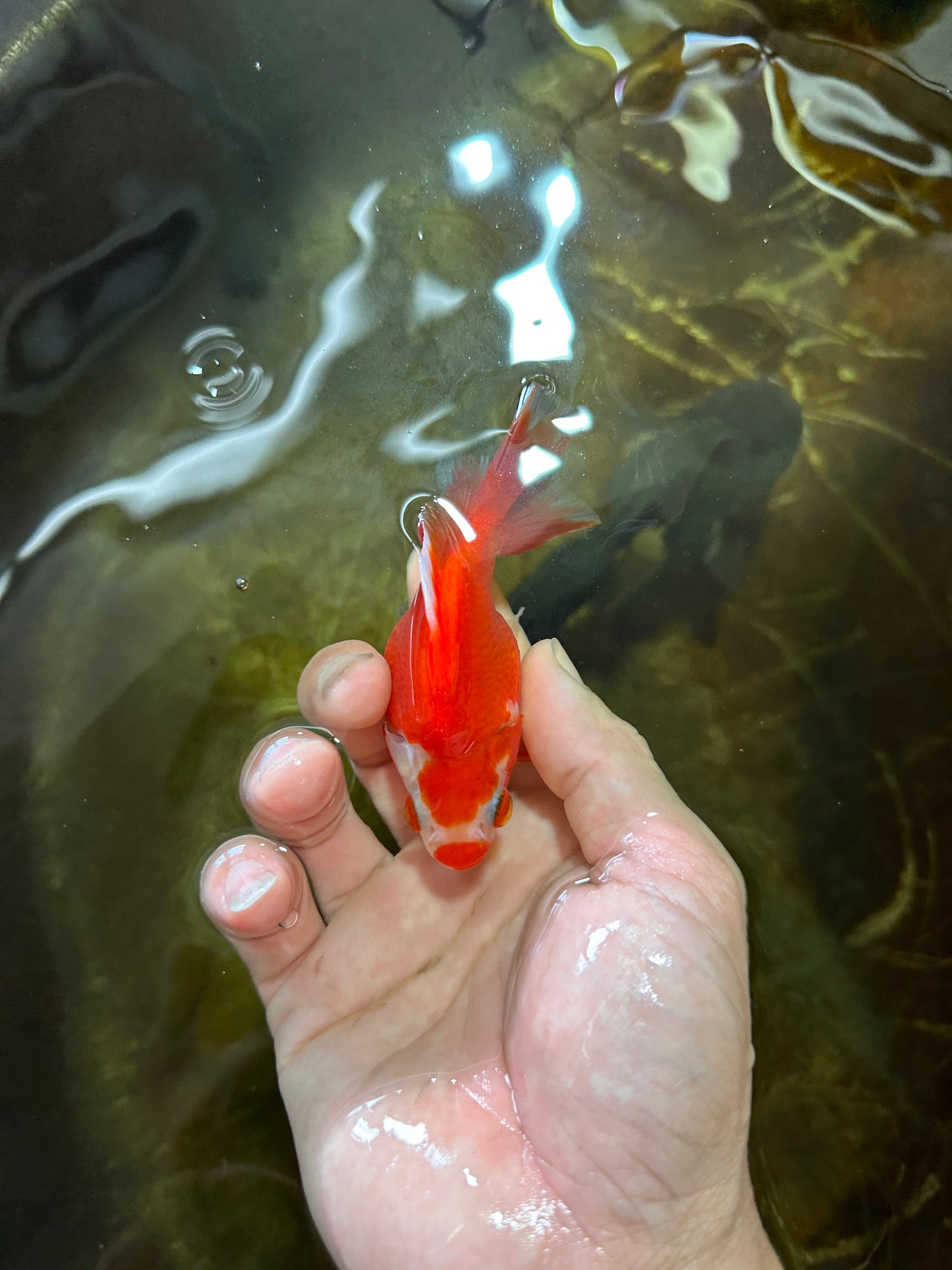 POCKET AAA Grade Small Red White Ryukin Female 3.5-4 inches #082225RK_26