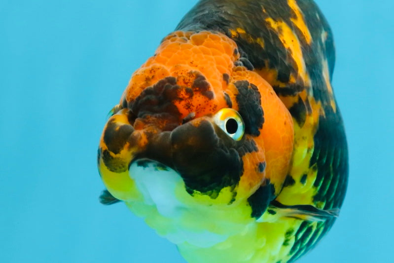 Tiger Chinese Ranchu Female 4.5-5 inches #101025RC_13