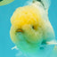 A Grade Marble Oranda Male 6-6.5 inches #042426OR_11