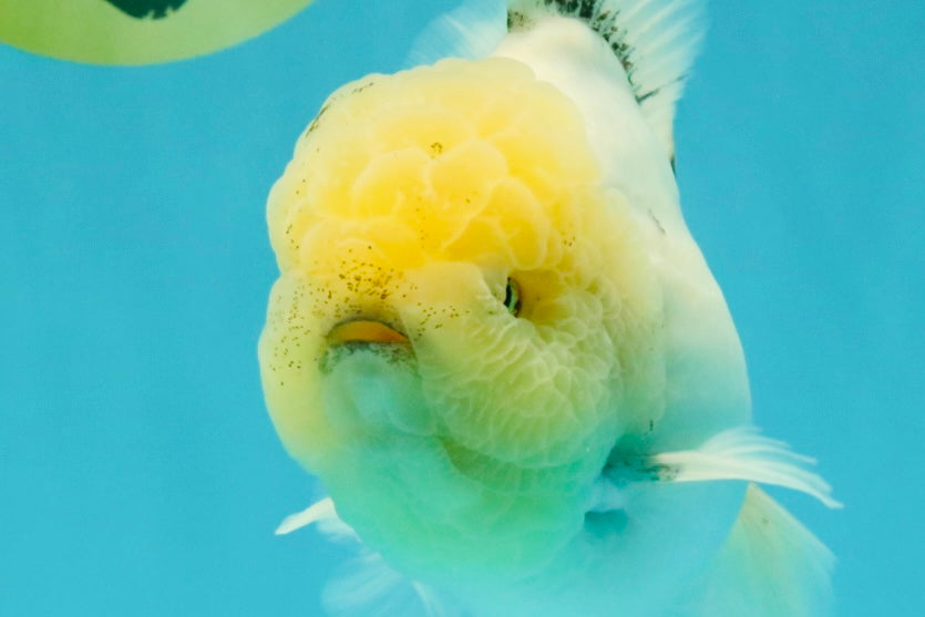 A Grade Marble Oranda Male 6-6.5 inches #042426OR_11