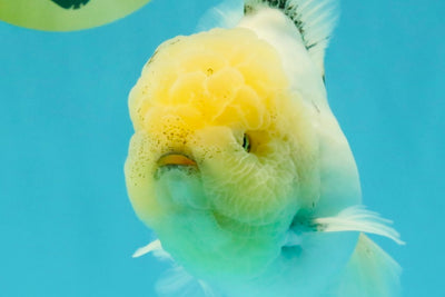 A Grade Marble Oranda Male 6-6.5 inches #042426OR_11